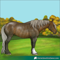 Horse Color:Silver Brown Rabicano 