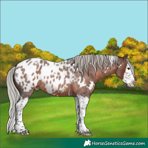 Horse Color:White Spotted Silver Brown Roan Splash Blanket Rabicano 