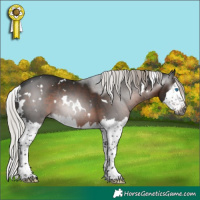 Horse Color:Gray White Spotted Silver Brown Splash Rabicano 