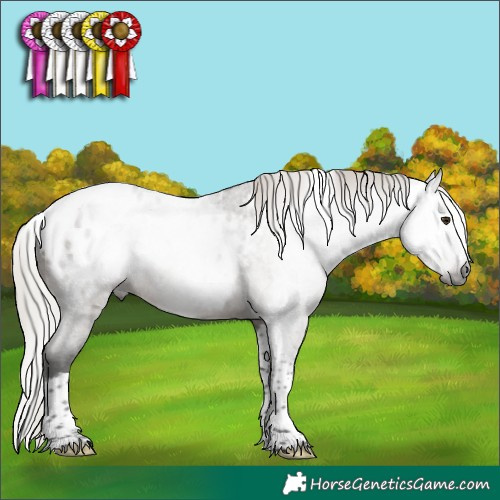 Horse Color:Gray Silver Brown Roan Dun Splash Tobiano Appaloosa Rabicano 