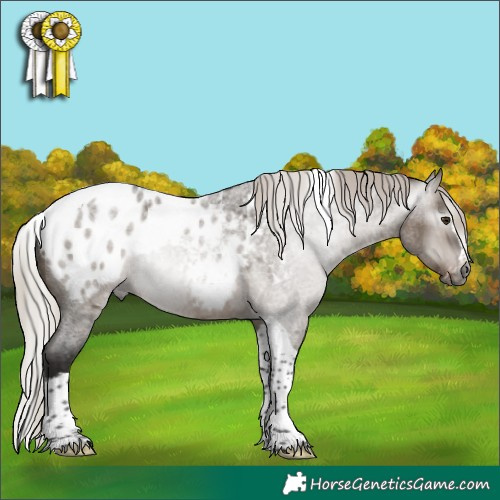 Horse Color:Gray Silver Brown Roan Dun Splash Tobiano Appaloosa Rabicano 
