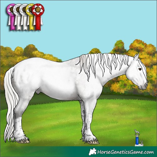 Horse Color:Gray Silver Brown Roan Dun Splash Tobiano Appaloosa Rabicano 