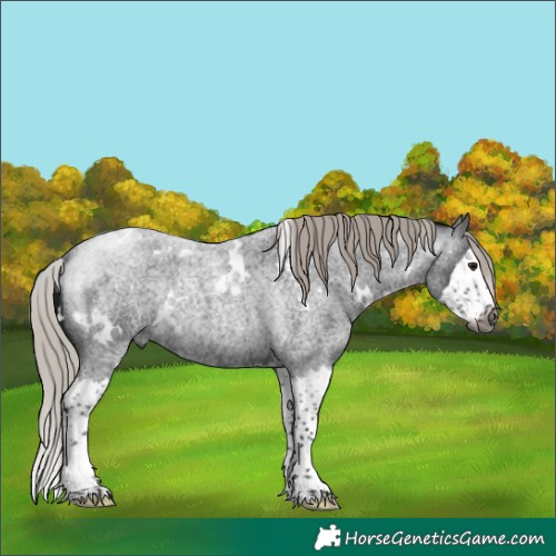 Horse Color:Gray White Spotted Silver Brown Roan Splash Rabicano 