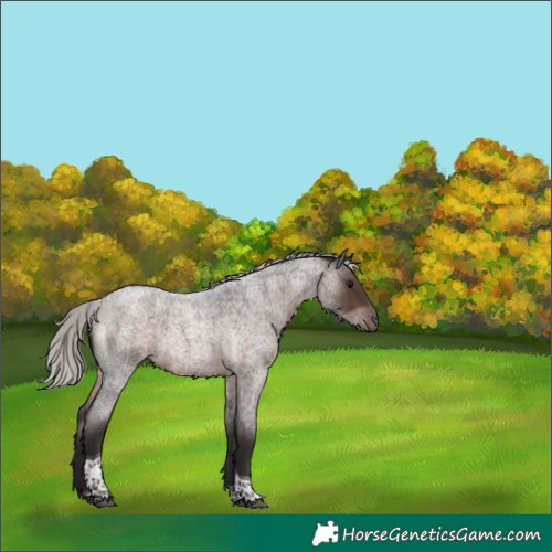 Horse Color:Silver Brown Roan Tobiano Rabicano 