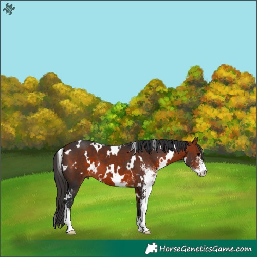 Horse Color:White Spotted Bay Sabino 