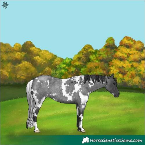 Horse Color:White Spotted Blue Roan