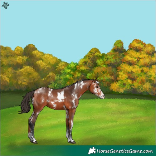 Horse Color:White Spotted Bay Sabino