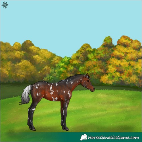 Horse Color:White Spotted Bay