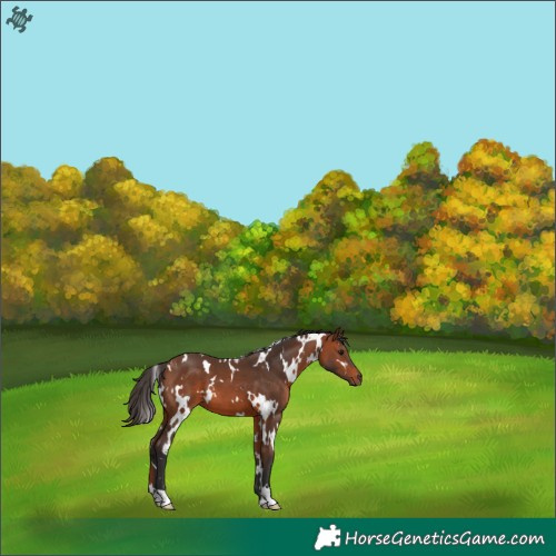 Horse Color:White Spotted Bay 