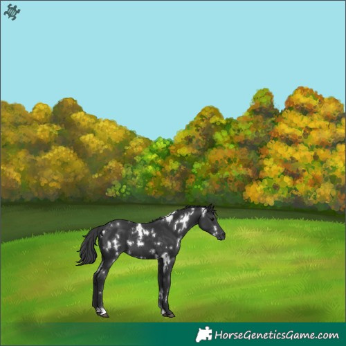 Horse Color:White Spotted Black 