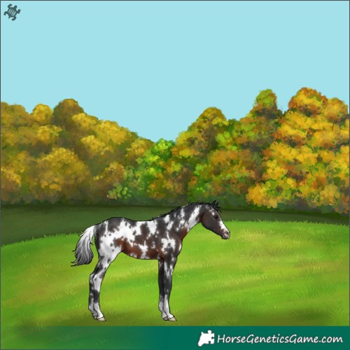 Horse Color:White Spotted Brown 