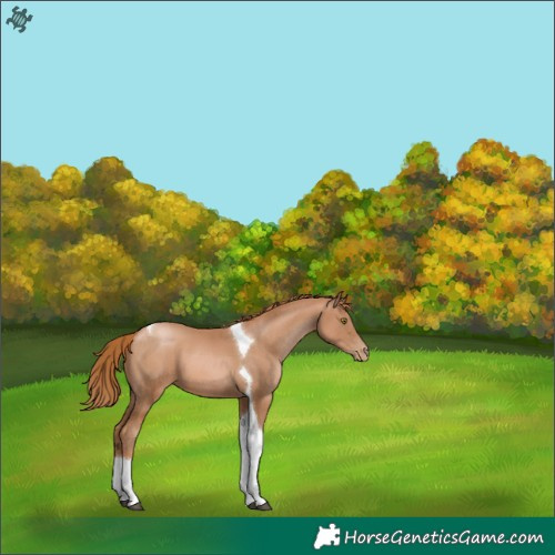 Horse Color:Chestnut Pearl Tobiano 