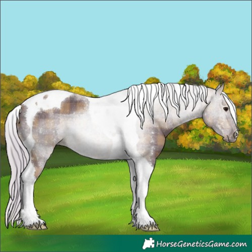 Horse Color:Plaid  Silver Black Tobiano 
