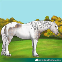 Horse Color:Plaid  Silver Black Tobiano 