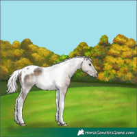 Horse Color:Plaid Silver Black Tobiano