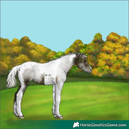Horse Color:Plaid  Silver Black Ice Tobiano 