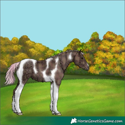 Horse Color:Plaid  Silver Black Ice Tobiano 