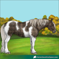 Horse Color:Plaid Silver Black Ice Tobiano