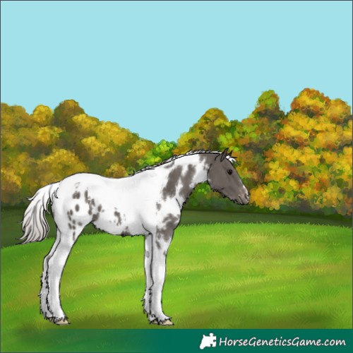 Horse Color:White Spotted Silver Black Tobiano Appaloosa 