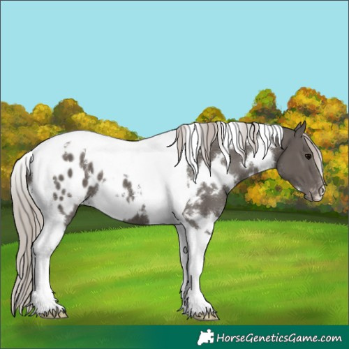 Horse Color:White Spotted Silver Black Tobiano Blanket 
