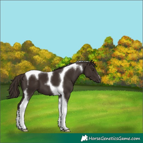 Horse Color:Liver Chestnut Tobiano 