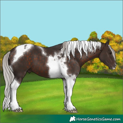 Horse Color:Silver Brown Tobiano 