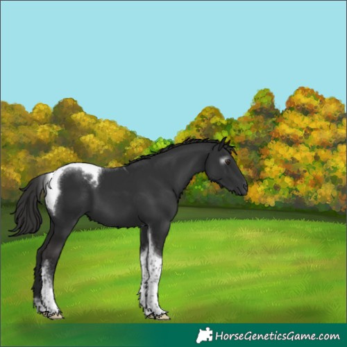 Horse Color:Gray Liver Chestnut Tobiano 