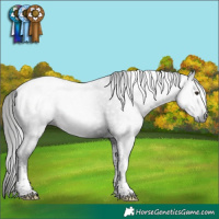 Horse Color:Gray Liver Chestnut Tobiano