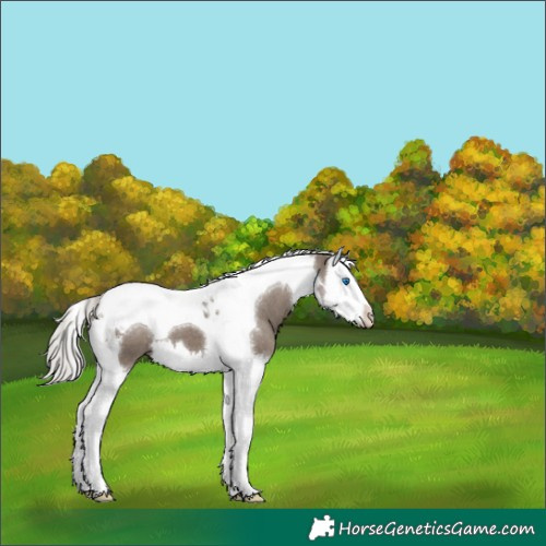 Horse Color:Silver Grullo Splash Tobiano 