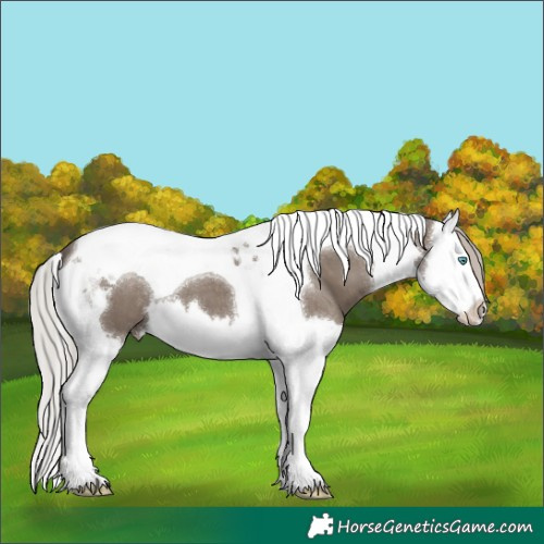 Horse Color:Silver Grullo Splash Tobiano 