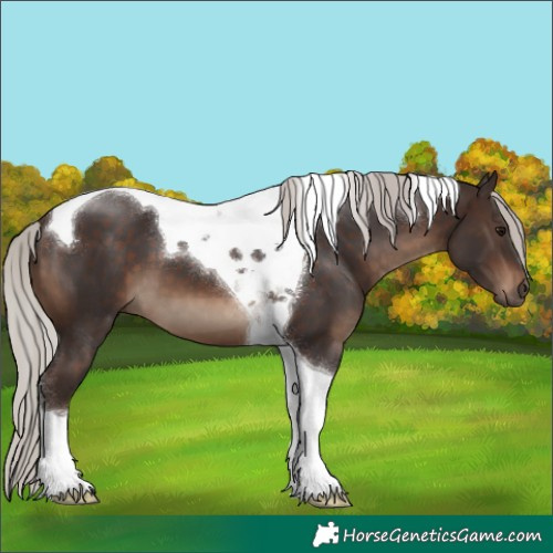 Horse Color:Silver Brown Tobiano 