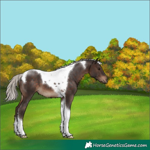Horse Color:Silver Brown Tobiano 