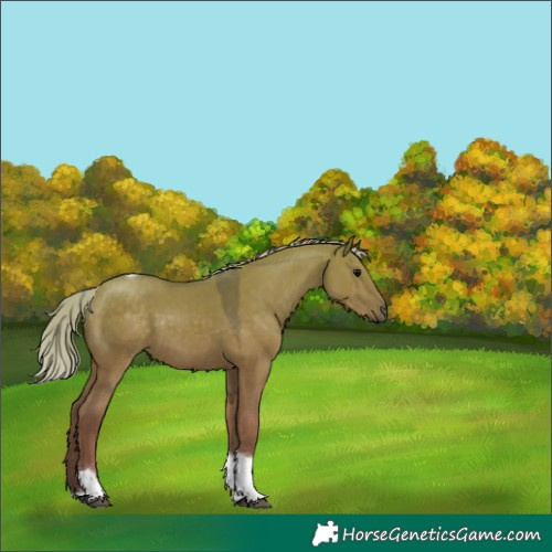 Horse Color:Silver Grullo Tobiano 