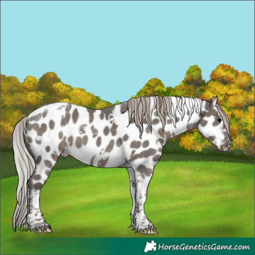 Horse Color:White Spotted Silver Black Tobiano Appaloosa 