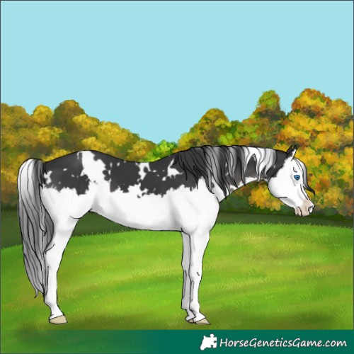Horse Color:White Spotted Black Splash 