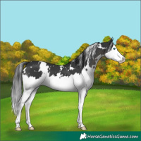 Horse Color:White Spotted Black Splash