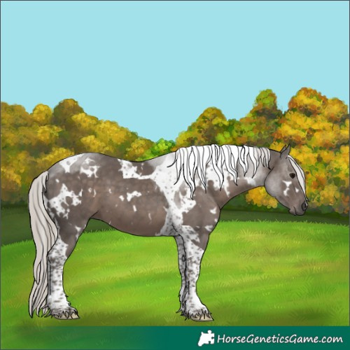 Horse Color:White Spotted Silver Black Tobiano 