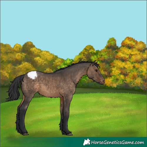 Horse Color:Brown Dun Appaloosa 