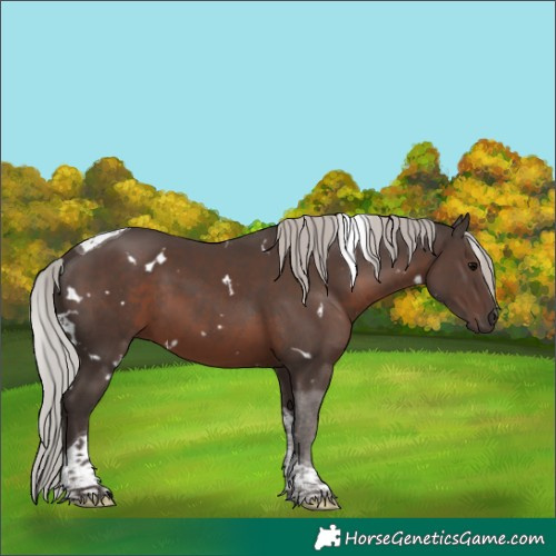 Horse Color:White Spotted Silver Black Tobiano 
