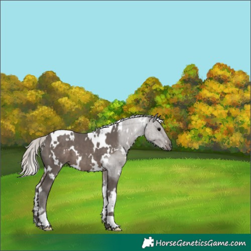 Horse Color:White Spotted Silver Black 