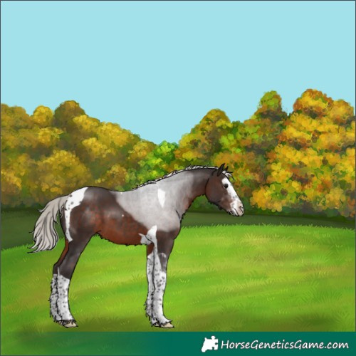 Horse Color:Silver Brown Splash Tobiano 