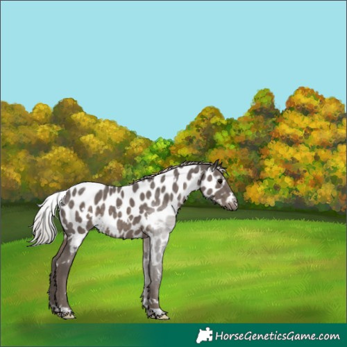 Horse Color:White Spotted Silver Black Appaloosa 
