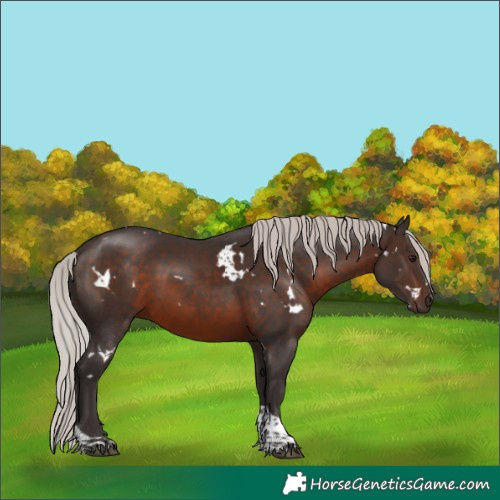 Horse Color:White Spotted Silver Brown Tobiano 