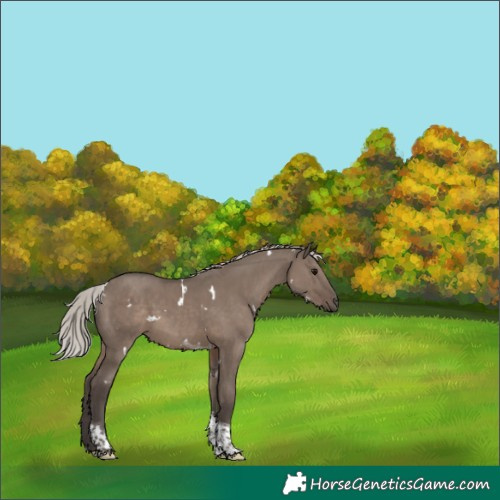 Horse Color:White Spotted Silver Grullo Tobiano 