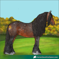 Horse Color:Bay Rabicano
