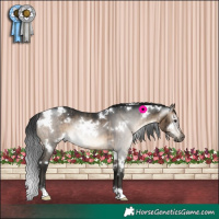 Horse Color:Gray White Spotted Brown Dun Appaloosa Rabicano Brindle 