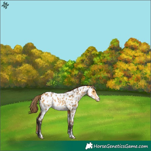 Horse Color:White Spotted Buckskin Dun Near Leopard