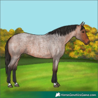 Horse Color:Bay Roan