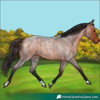 Horse Color:Bay Roan 
