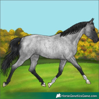 Horse Color:Blue Roan Rabicano